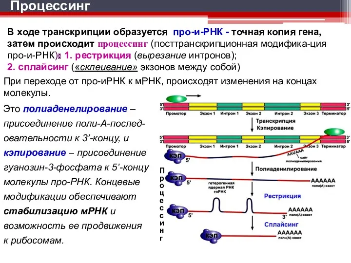 Процессинг В ходе транскрипции образуется про-и-РНК - точная копия гена,