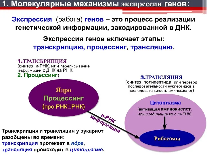 1. Молекулярные механизмы экспрессии генов: Экспрессия (работа) генов – это