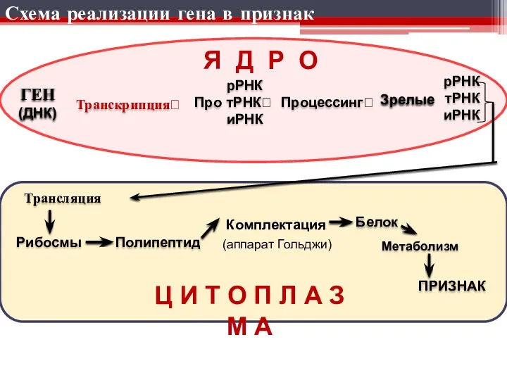 Схема реализации гена в признак Транскрипция? Трансляция Полипептид Белок ПРИЗНАК