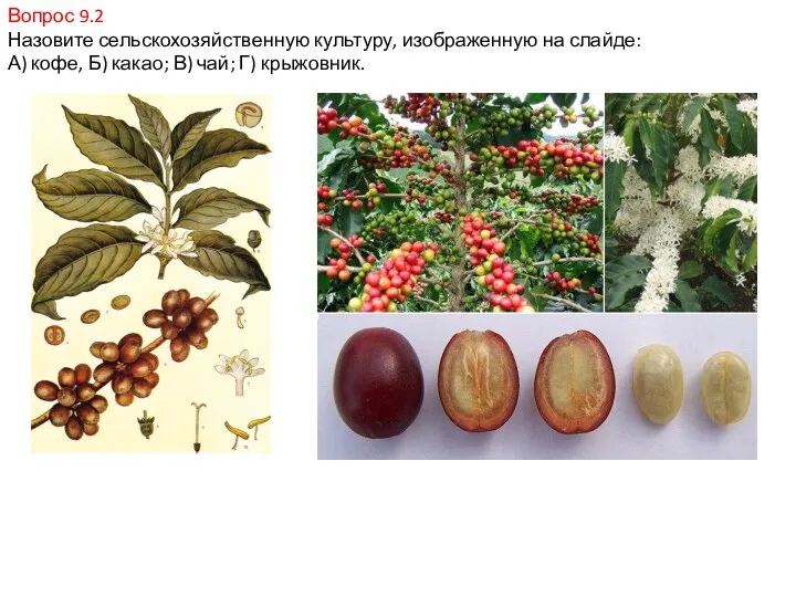 Вопрос 9.2 Назовите сельскохозяйственную культуру, изображенную на слайде: А) кофе, Б) какао; В) чай; Г) крыжовник.
