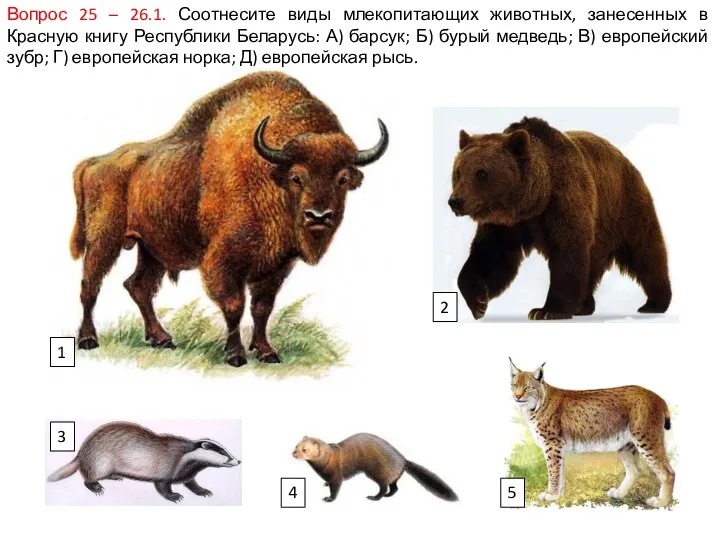 Вопрос 25 – 26.1. Соотнесите виды млекопитающих животных, занесенных в Красную книгу Республики