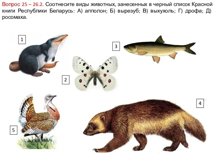 Вопрос 25 – 26.2. Соотнесите виды животных, занесенных в черный список Красной книги