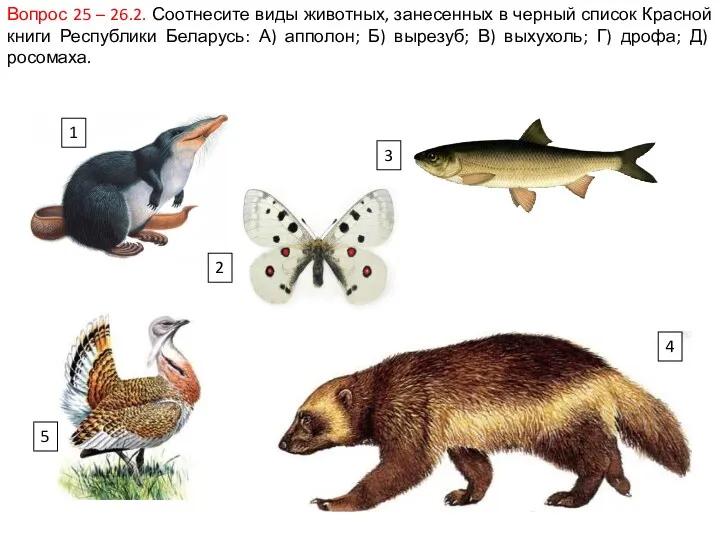 Вопрос 25 – 26.2. Соотнесите виды животных, занесенных в черный