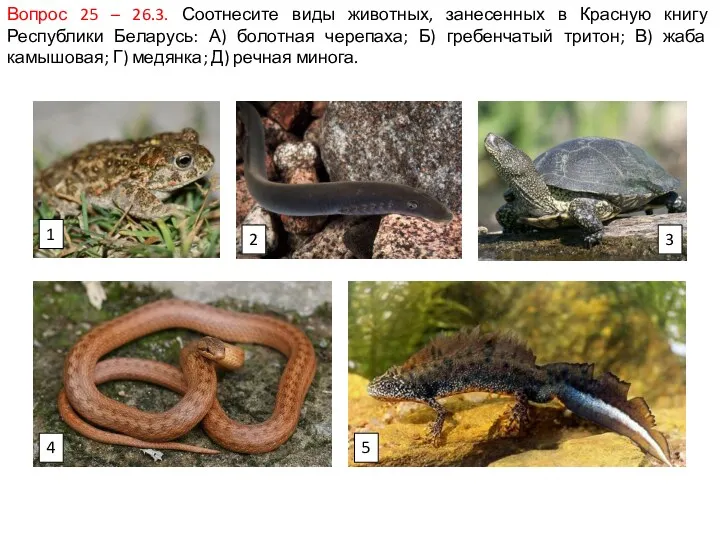 Вопрос 25 – 26.3. Соотнесите виды животных, занесенных в Красную