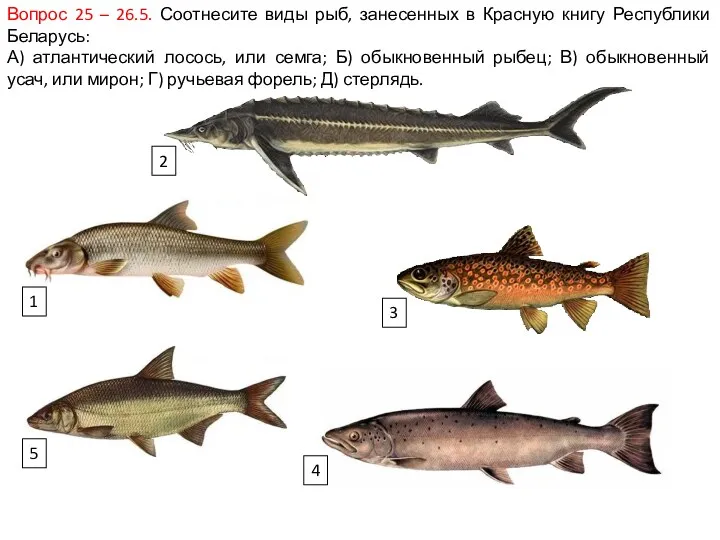 Вопрос 25 – 26.5. Соотнесите виды рыб, занесенных в Красную книгу Республики Беларусь: