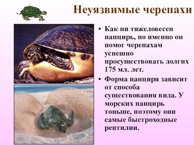 Неуязвимые черепахи Как ни тяжеловесен панцирь, но именно он помог черепахам успешно просуществовать