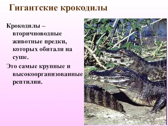 Гигантские крокодилы Крокодилы – вторичноводные животные предки, которых обитали на суше. Это самые