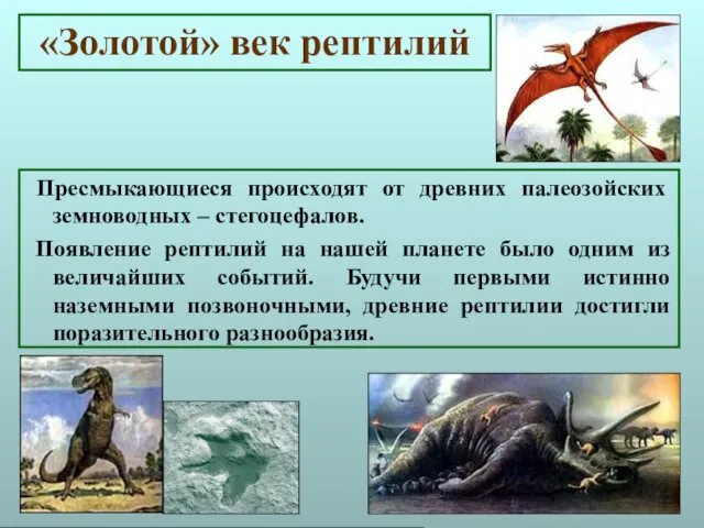 «Золотой» век рептилий Пресмыкающиеся происходят от древних палеозойских земноводных – стегоцефалов. Появление рептилий