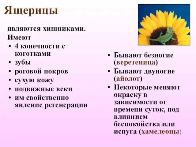 Ящерицы являются хищниками. Имеют 4 конечности с коготками зубы роговой покров сухую кожу