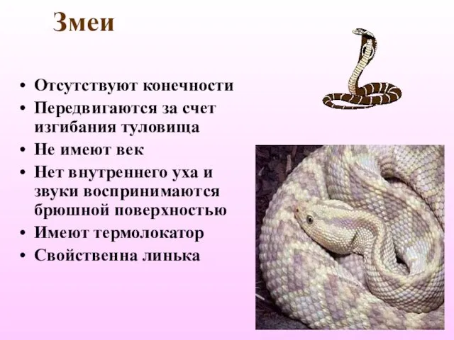 Змеи Отсутствуют конечности Передвигаются за счет изгибания туловища Не имеют век Нет внутреннего
