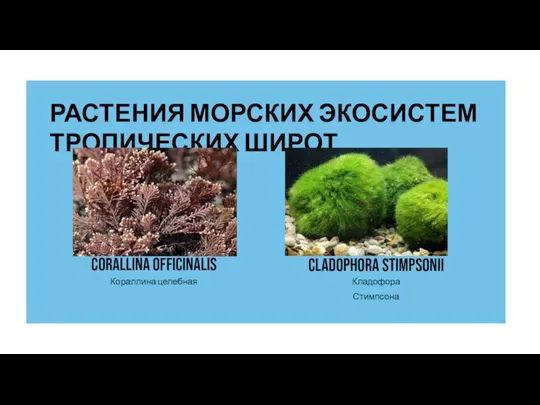 РАСТЕНИЯ МОРСКИХ ЭКОСИСТЕМ ТРОПИЧЕСКИХ ШИРОТ Corallina officinalis Замещающий текст Кораллина целебная Кладофора Стимпсона Cladophora stimpsonii