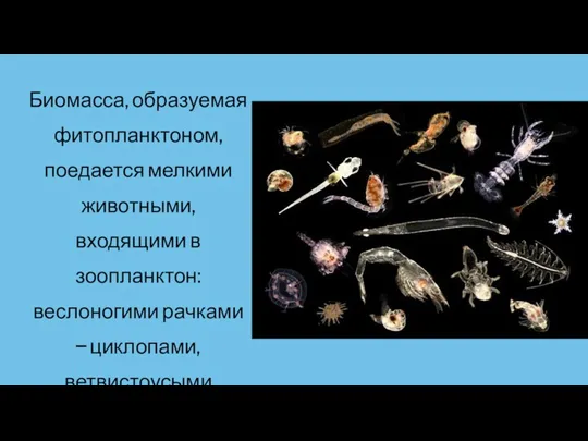 Биомасса, образуемая фитопланктоном, поедается мелкими животными, входящими в зоопланктон: веслоногими