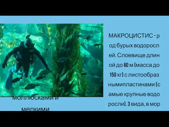 В водных экосистемах травоядные формы представлены моллюсками и мелкими ракообразными.