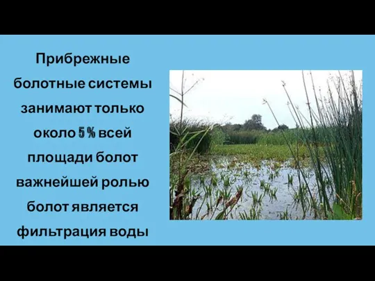 Прибрежные болотные системы занимают только около 5 % всей площади