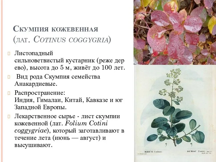 Скумпия кожевенная (лат. Cotinus coggygria) Листопадный сильноветвистый кустарник (реже дерево),
