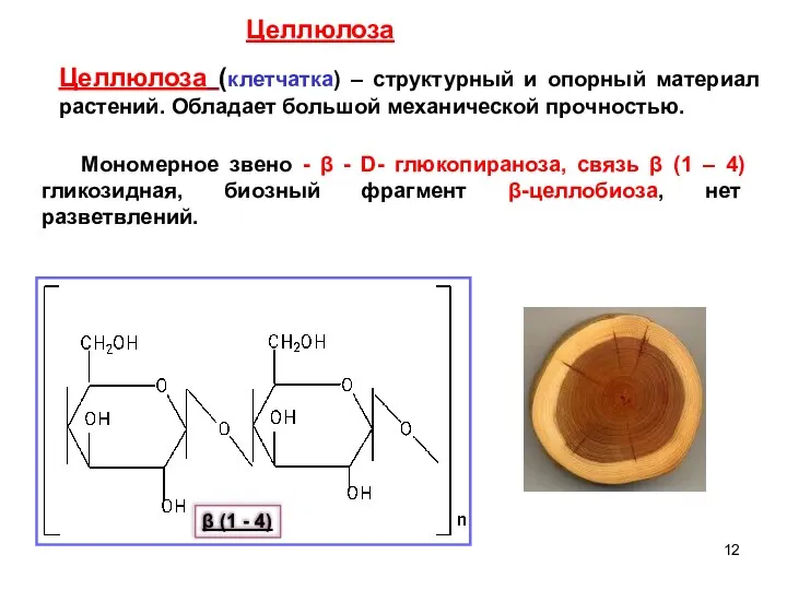 Целлюлоза (клетчатка) – структурный и опорный материал растений. Обладает большой