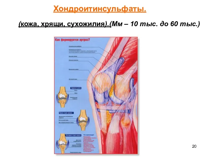 Хондроитинсульфаты. (кожа, хрящи, сухожилия).(Мм – 10 тыс. до 60 тыс.)