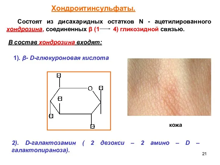 Состоят из дисахаридных остатков N - ацетилированного хондрозина, соединенных β