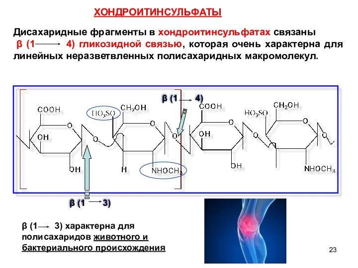 ХОНДРОИТИНСУЛЬФАТЫ Дисахаридные фрагменты в хондроитинсульфатах связаны β (1 4) гликозидной