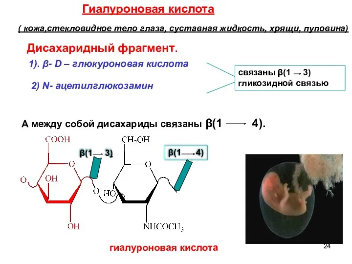 Гиалуроновая кислота ( кожа,стекловидное тело глаза, суставная жидкость, хрящи, пуповина)