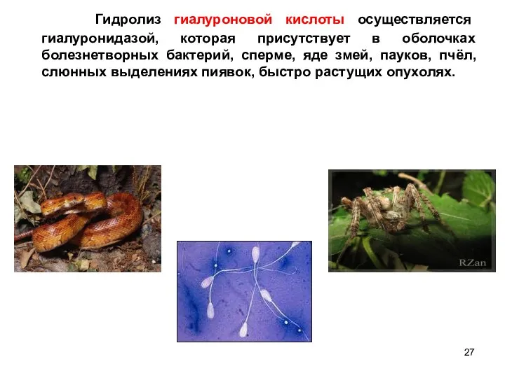 Гидролиз гиалуроновой кислоты осуществляется гиалуронидазой, которая присутствует в оболочках болезнетворных