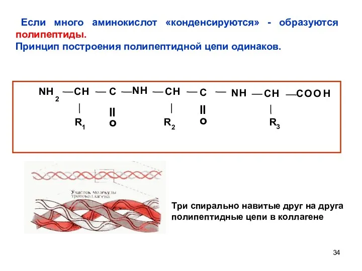 Если много аминокислот «конденсируются» - образуются полипептиды. Принцип построения полипептидной