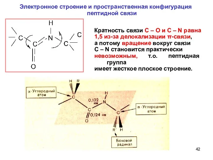 Электронное строение и пространственная конфигурация пептидной связи Кратность связи C