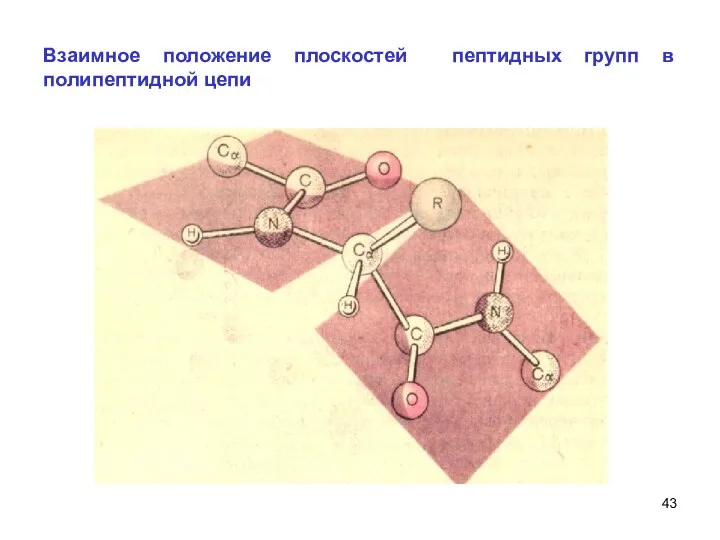 Взаимное положение плоскостей пептидных групп в полипептидной цепи