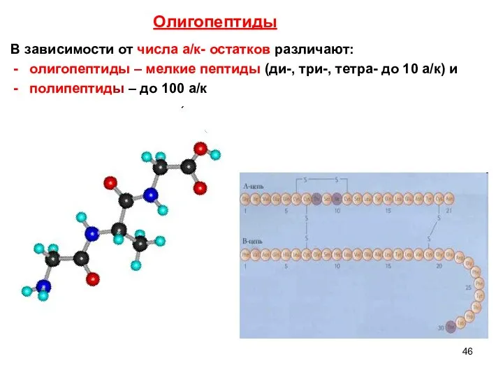 В зависимости от числа а/к- остатков различают: олигопептиды – мелкие