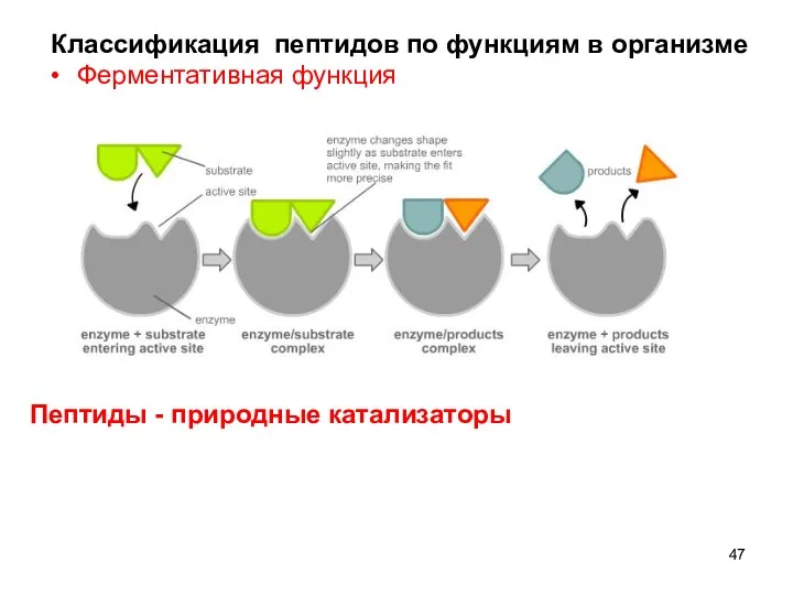 Классификация пептидов по функциям в организме Ферментативная функция Пептиды - природные катализаторы