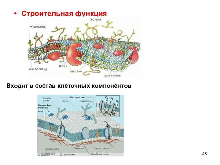 Строительная функция Входят в состав клеточных компонентов