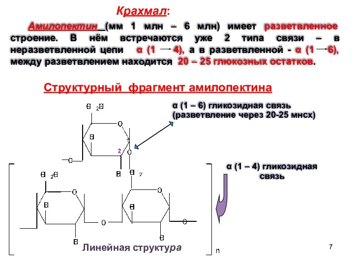 Амилопектин (мм 1 млн – 6 млн) имеет разветвленное строение.