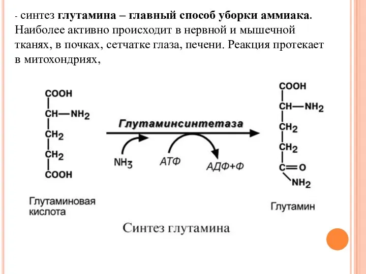 - синтез глутамина – главный способ уборки аммиака. Наиболее активно происходит в нервной