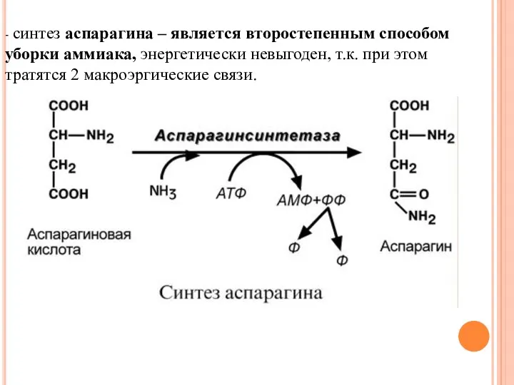 - синтез аспарагина – является второстепенным способом уборки аммиака, энергетически невыгоден, т.к. при