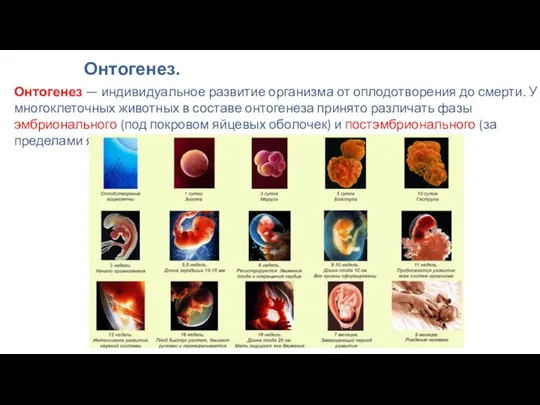 Онтогенез — индивидуальное развитие организма от оплодотворения до смерти. У