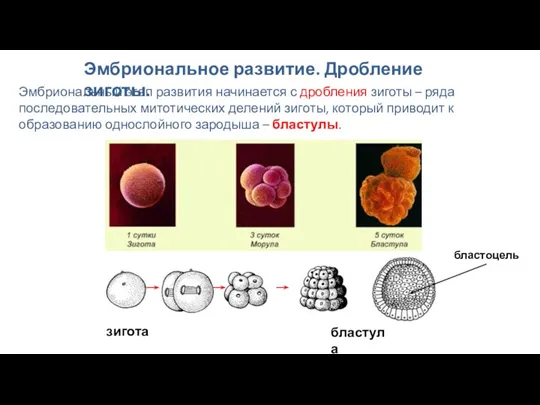 Эмбриональный этап развития начинается с дробления зиготы – ряда последовательных