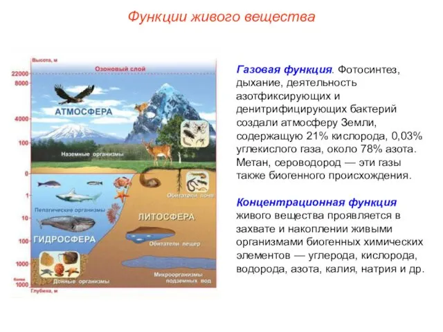 Функции живого вещества Газовая функция. Фотосинтез, дыхание, деятельность азотфиксирующих и