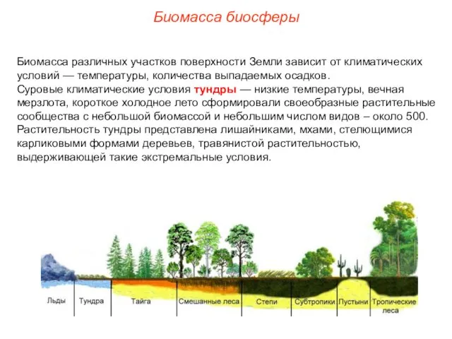 Биомасса биосферы Биомасса различных участков поверхности Земли зависит от климатических