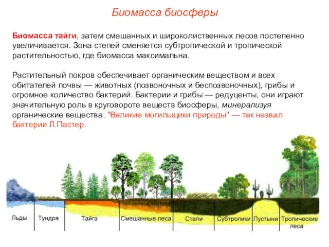 Биомасса биосферы Биомасса тайги, затем смешанных и широколиственных лесов постепенно