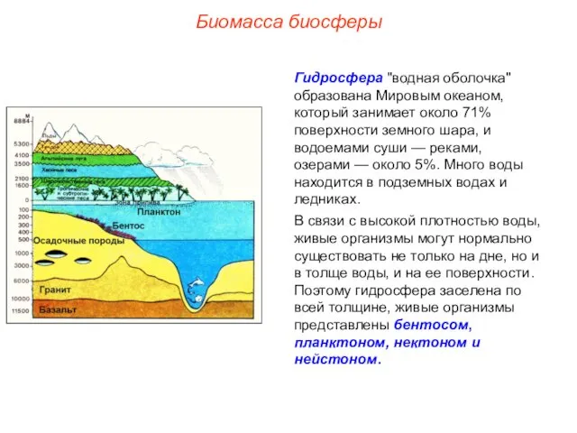 Биомасса биосферы Гидросфера "водная оболочка" образована Мировым океаном, который занимает