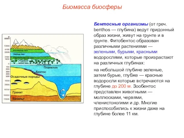 Биомасса биосферы Бентосные организмы (от греч. benthos — глубина) ведут