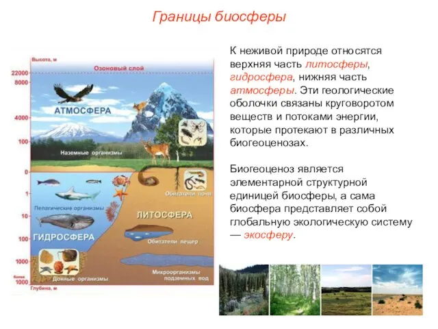 Границы биосферы К неживой природе относятся верхняя часть литосферы, гидросфера,