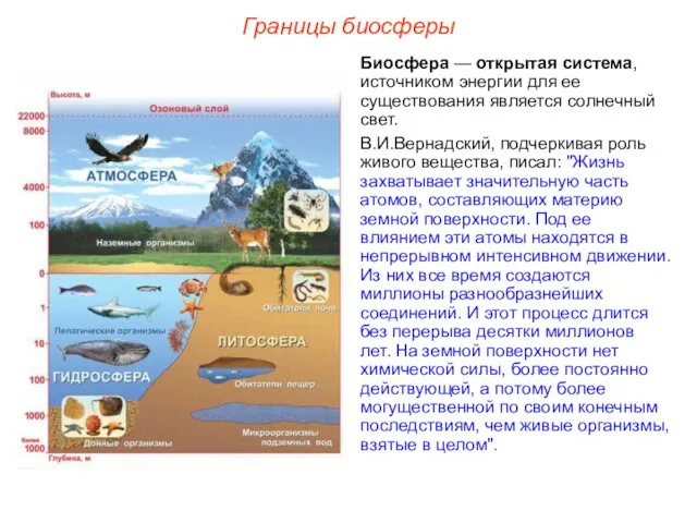 Границы биосферы Биосфера — открытая система, источником энергии для ее