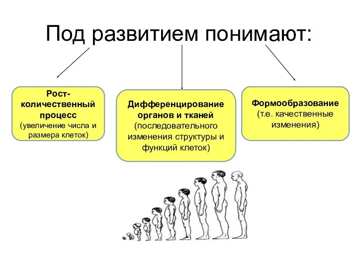 Под развитием понимают: Рост-количественный процесс (увеличение числа и размера клеток)