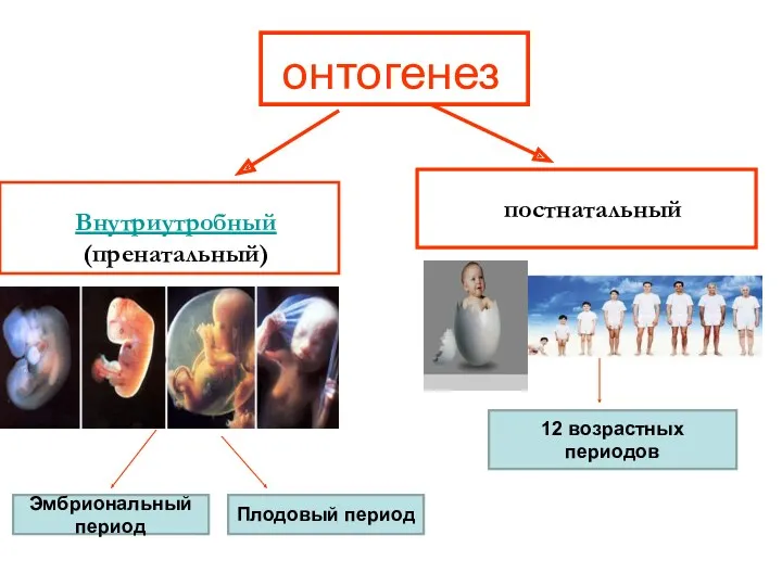 онтогенез Внутриутробный (пренатальный) постнатальный Эмбриональный период Плодовый период 12 возрастных периодов