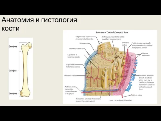 Анатомия и гистология кости