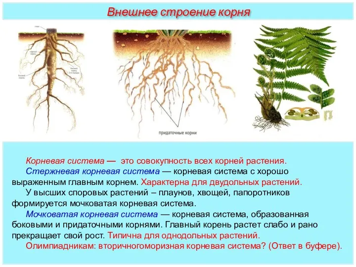 Корневая система — это совокупность всех корней растения. Стержневая корневая