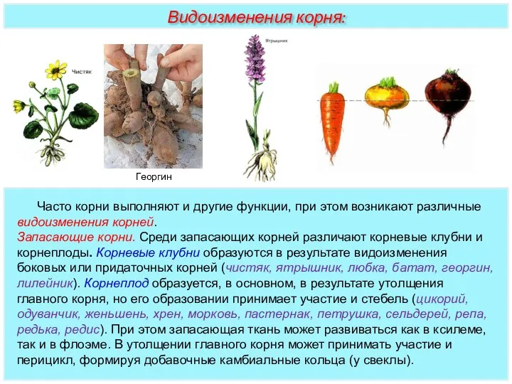 Часто корни выполняют и другие функции, при этом возникают различные видоизменения корней. Запасающие