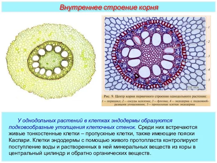 У однодольных растений в клетках эндодермы образуются подковообразные утолщения клеточных стенок. Среди них