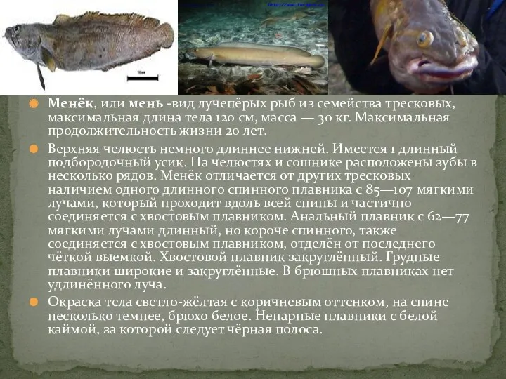 Менёк, или мень -вид лучепёрых рыб из семейства тресковых, максимальная длина тела 120